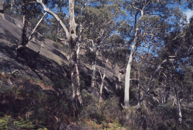 APII jpeg image of Eucalyptus viminalis  © contact APII