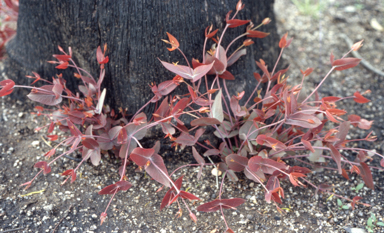APII jpeg image of Eucalyptus dives  © contact APII