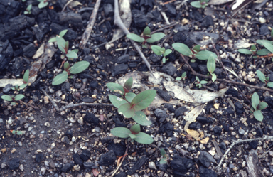 APII jpeg image of Eucalyptus dives  © contact APII