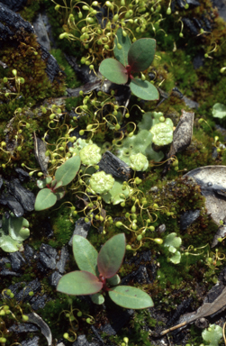 APII jpeg image of Eucalyptus dives  © contact APII