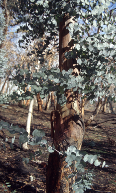 APII jpeg image of Eucalyptus rubida  © contact APII