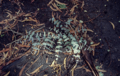 APII jpeg image of Eucalyptus rubida  © contact APII