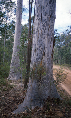 APII jpeg image of Corymbia maculata  © contact APII