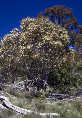 APII jpeg image of Eucalyptus pauciflora  © contact APII
