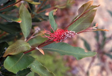 APII jpeg image of Grevillea barklyana  © contact APII