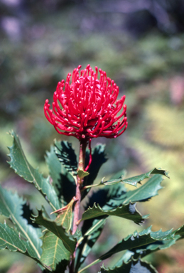 APII jpeg image of Telopea speciosissima  © contact APII