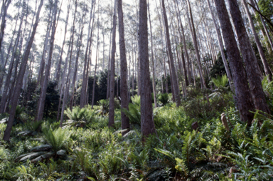 APII jpeg image of Eucalyptus regnans  © contact APII