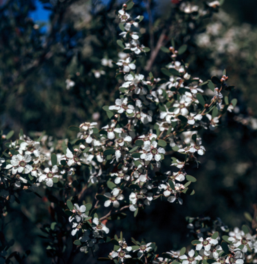 APII jpeg image of Leptospermum laevigatum  © contact APII