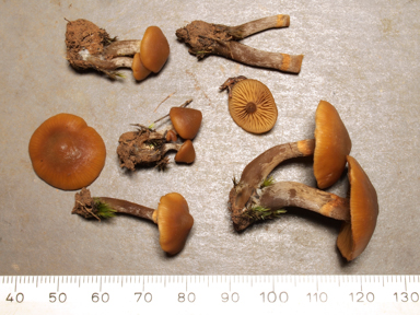 APII jpeg image of Galerina marginata  © contact APII