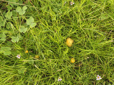 APII jpeg image of Bolbitius titubans  © contact APII