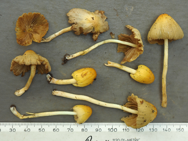 APII jpeg image of Bolbitius titubans  © contact APII