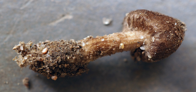 APII jpeg image of Inocybe subferruginea  © contact APII