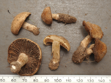 APII jpeg image of Auritella dolichocystis  © contact APII