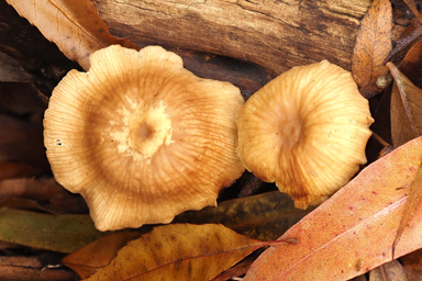 APII jpeg image of Gymnopus sp.  © contact APII