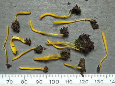 APII jpeg image of Clavulinopsis amoena  © contact APII