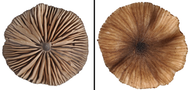 APII jpeg image of Entoloma duplocoloratum  © contact APII