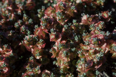 APII jpeg image of Maireana  © contact APII