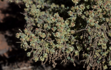 APII jpeg image of Maireana pyramidata  © contact APII