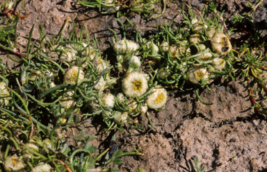 APII jpeg image of Myriocephalus rhizocephalus  © contact APII