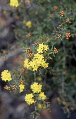 APII jpeg image of Phebalium bullatum  © contact APII