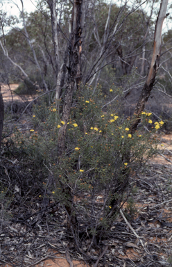 APII jpeg image of Phebalium bullatum  © contact APII