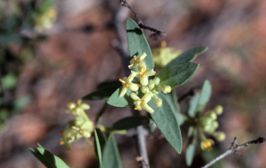 APII jpeg image of Pimelea microcephala  © contact APII