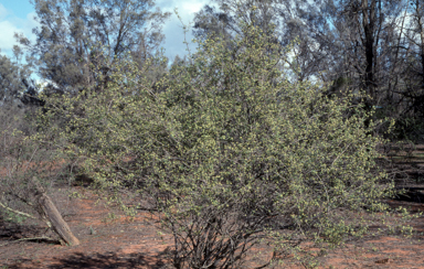 APII jpeg image of Pimelea microcephala  © contact APII