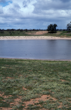 APII jpeg image of Rhodanthe moschata  © contact APII