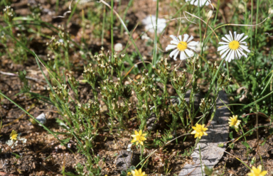 APII jpeg image of Rhodanthe polygalifolia  © contact APII