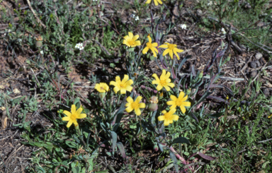 APII jpeg image of Senecio gregorii  © contact APII