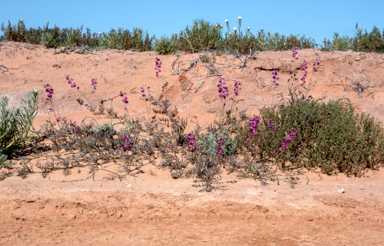 APII jpeg image of Swainsona  © contact APII