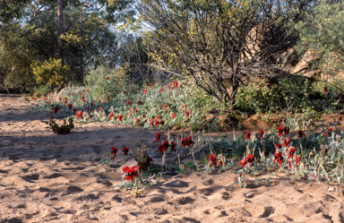 APII jpeg image of Swainsona formosa  © contact APII