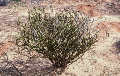 APII jpeg image of Templetonia sulcata  © contact APII