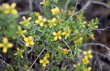 APII jpeg image of Roepera aurantiaca  © contact APII