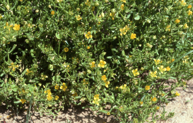 APII jpeg image of Roepera aurantiaca  © contact APII