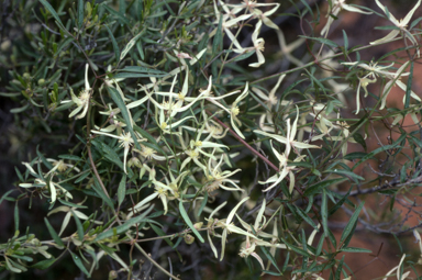 APII jpeg image of Clematis microphylla  © contact APII