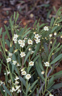 APII jpeg image of Eremophila desertii  © contact APII