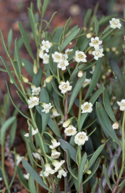 APII jpeg image of Eremophila desertii  © contact APII