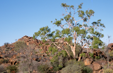 APII jpeg image of Eucalyptus terminalis  © contact APII