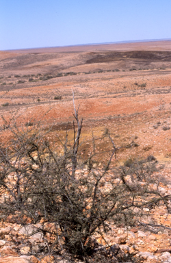 APII jpeg image of Grevillea kennediana  © contact APII
