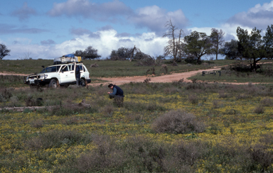 APII jpeg image of Hyalosperma glutinosum  © contact APII