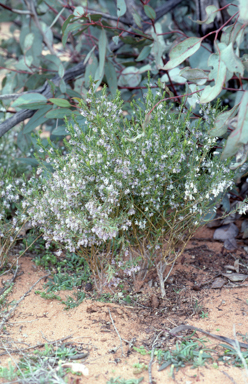 APII jpeg image of Hybanthus floribundus  © contact APII