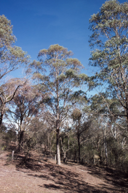 APII jpeg image of Eucalyptus kartzoffiana  © contact APII