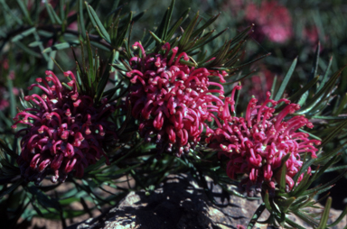 APII jpeg image of Grevillea confertifolia  © contact APII