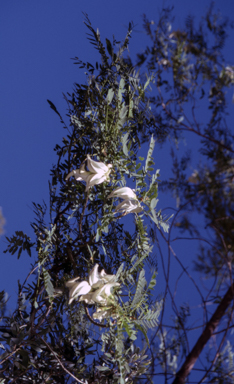 APII jpeg image of Sesbania formosa  © contact APII