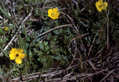 APII jpeg image of Ranunculus sp.  © contact APII