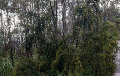 APII jpeg image of Acacia riceana  © contact APII