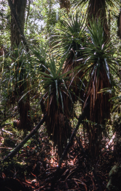 APII jpeg image of Richea pandaniifolia  © contact APII