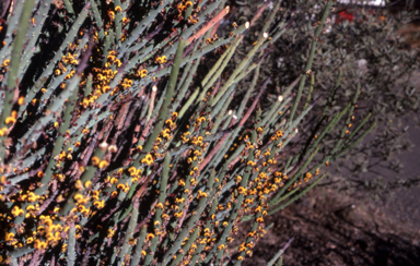 APII jpeg image of Daviesia euphorbioides  © contact APII