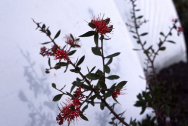 APII jpeg image of Hakea myrtoides x petiolaris  © contact APII